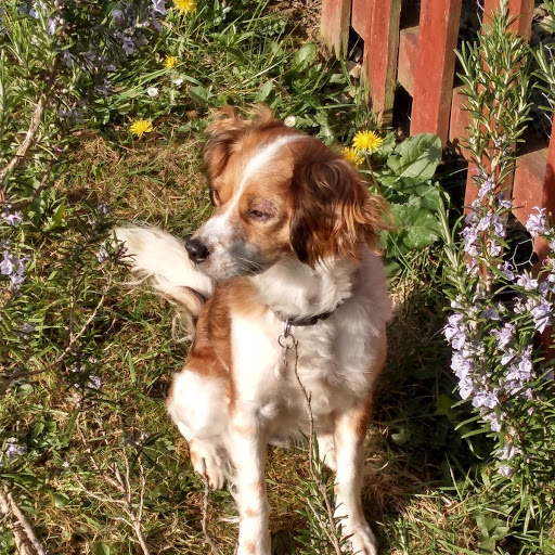 #HarrogateLiveRocks Here is the Handpicked Harrogate/Harrogate Live Attack Mongrel.  Disrupter of Zoom calls, shredder of rubbish bin contents and chief lap warmer.