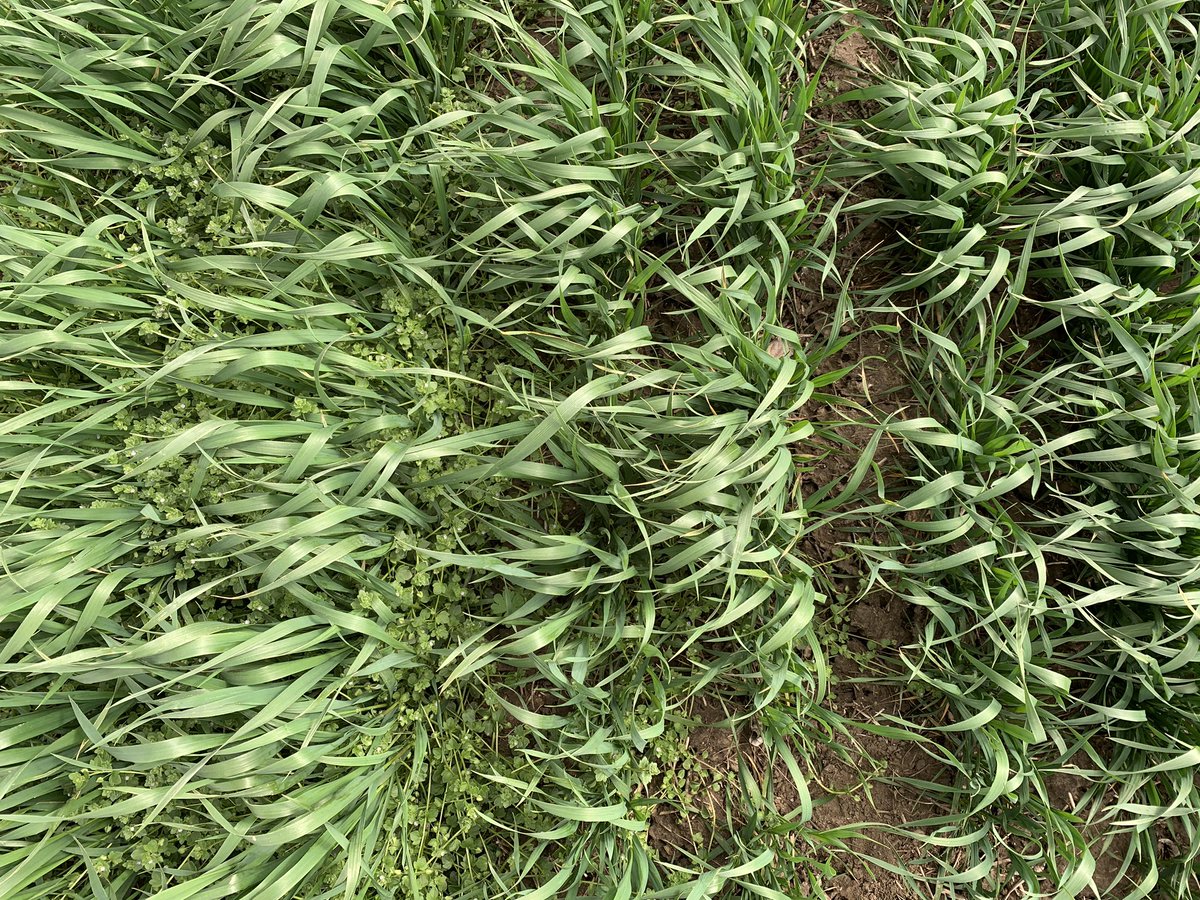 MattKRenfrow's tweet photo. Couple of recent photos of Zidua vs Untreated in winter wheat.  Ivyleaf speedwell and field pennycress. https://t.co/PH7cUpHf1J