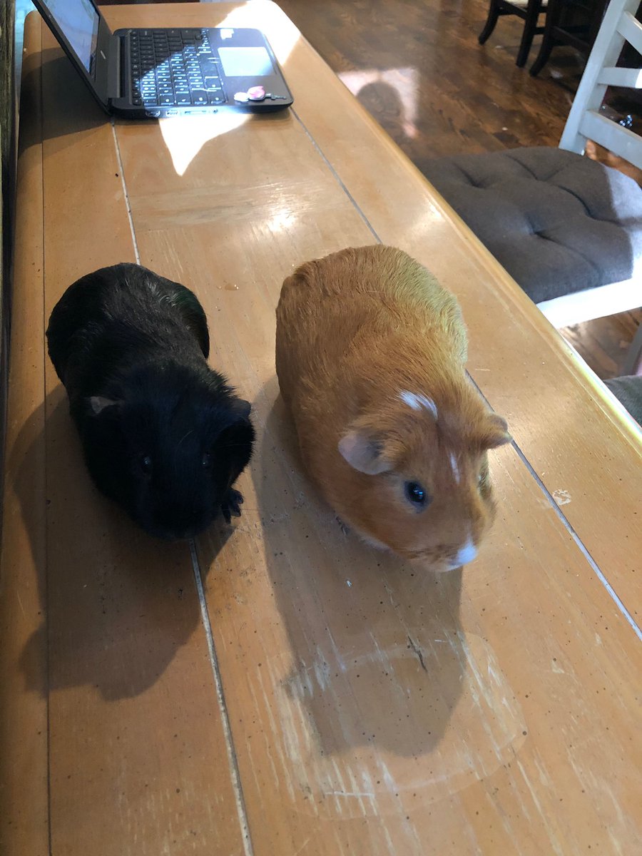 grove_ffa's tweet photo. Today’s Pet of The Day: Remember Sweet Potato? Here she is. She is doing great with Ethan  porters family. #petoftheday #ughs https://t.co/dT0VRTmAdL