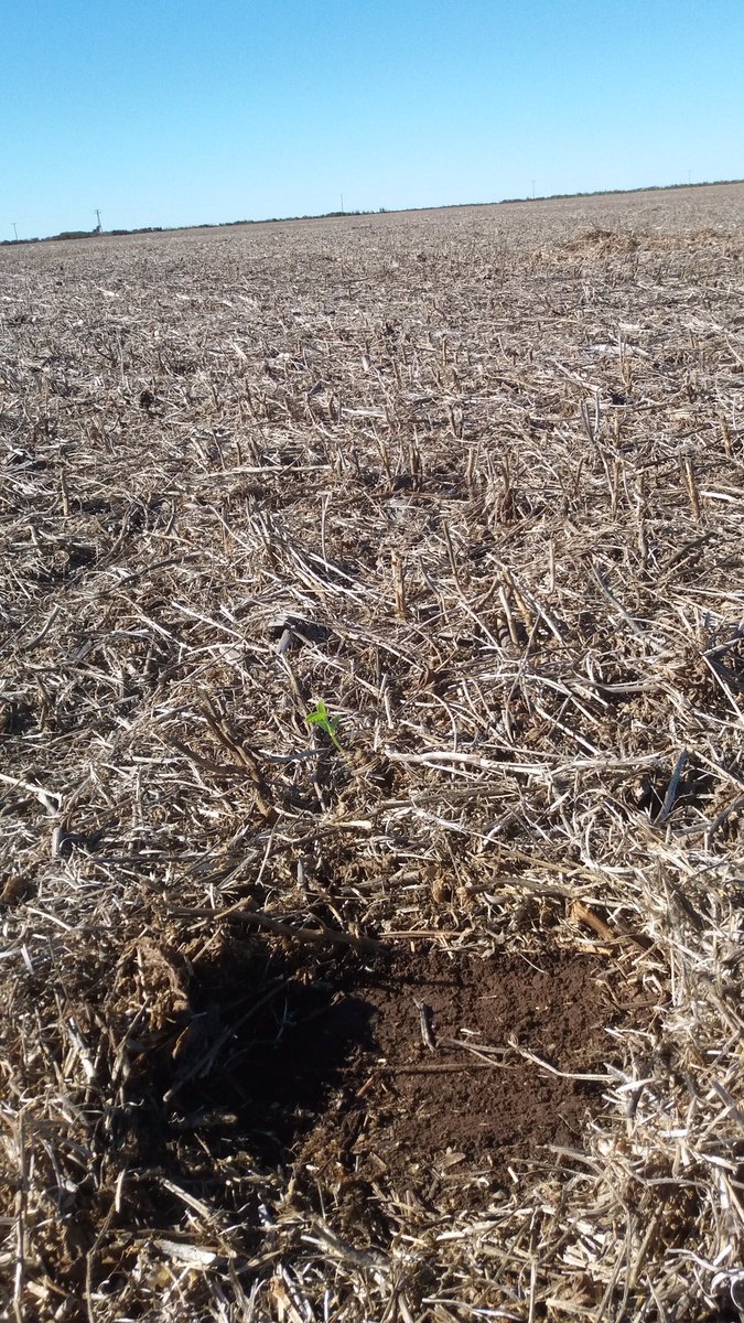 rafaboiero's tweet photo. Excelente cobertura luego de trigo/Mz 2 da (18_19) - soja 1 ra y ahora va a Vicia / maíz tardío... 🌱 https://t.co/xYAVKCLrBE