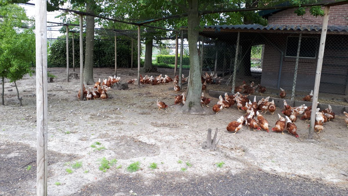 De kipjes zijn weer lekker aan het scharrelen. Waardoor ze weer heerlijke, biologische en gezonde eitjes kunnen leggen. #bio <a href="/Dimence/">Dimence</a> <a href="/DimenceGroep/">DimenceGroep</a> 
Ook een kakelvers eitje kopen? Kom dan naar onze boerderij de heihoeve. 🌱👨‍🌾👩‍🌾