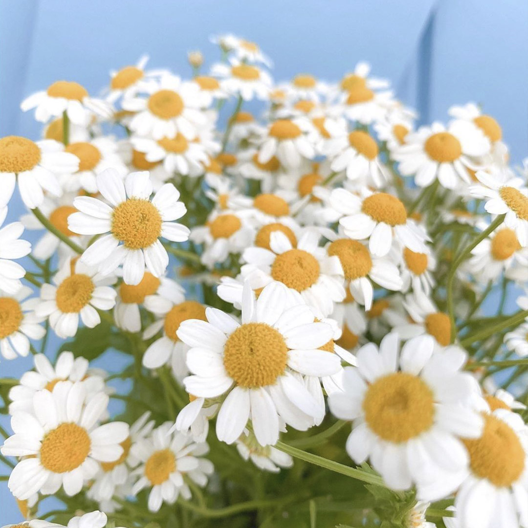 MyCustomCase's tweet photo. Where flowers bloom, so does hope.🌻🌷💐🌼🌺 
📷: @houseofcarreon https://t.co/lhkX4O9rxO