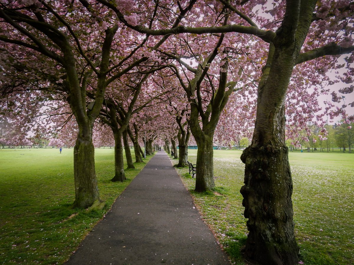 PhotoGoku's tweet photo. #CoronationWalk aka #SakuraWay #SakuraFalls #Sakura #MeadowsEdinburgh #edinphoto https://t.co/xDIrdKQp96