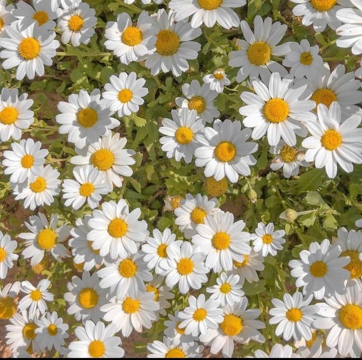 Have a good month ♥️💐  ดูแล​สุขภาพ​กัน​ด้วย​นะ​คะ​ ขอให้​มีความสุข​มาก​ๆ​ ยิ้มเยอะ​ๆ​เลยนะ​ luv u ka​ 💝