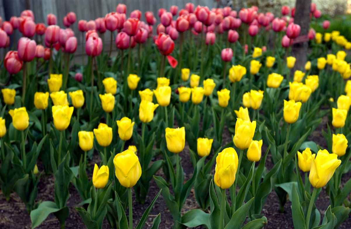 UMNews's tweet photo. We're excited to announce that the Minnesota Landscape Arboretum and the Les Bolstad Golf Course are opening on May 1, with limited operations.

For more info on the Arboretum, visit: https://t.co/dqi8P2Y8XQ
For more info on the Golf Course, visit: https://t.co/3gKFkD3aev https://t.co/AUU9eNPuit