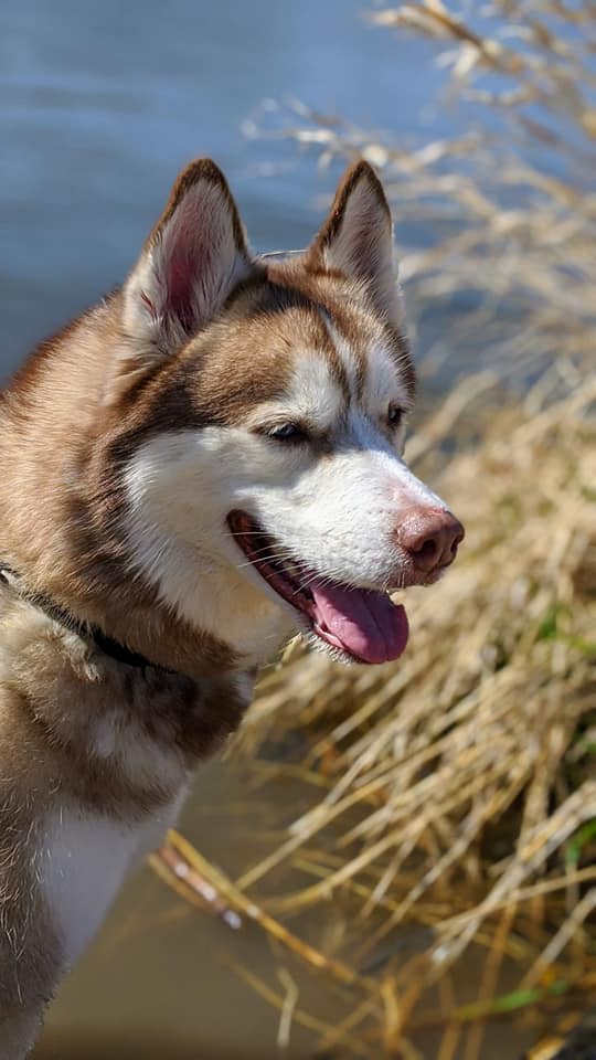 NEHumaneSociety's tweet photo. Today is #NationalAdoptAShelterPetDay! That means it's the perfect day to give a forever home to a dog like Indy, who has been at NHS since March. His adoption fee is just $75 during our sale and he would love to meet you!

Learn about Indy here: https://t.co/5KKABMeDEV https://t.co/Rkud3ZhWTp