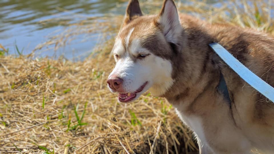 NEHumaneSociety's tweet photo. Today is #NationalAdoptAShelterPetDay! That means it's the perfect day to give a forever home to a dog like Indy, who has been at NHS since March. His adoption fee is just $75 during our sale and he would love to meet you!

Learn about Indy here: https://t.co/5KKABMeDEV https://t.co/Rkud3ZhWTp