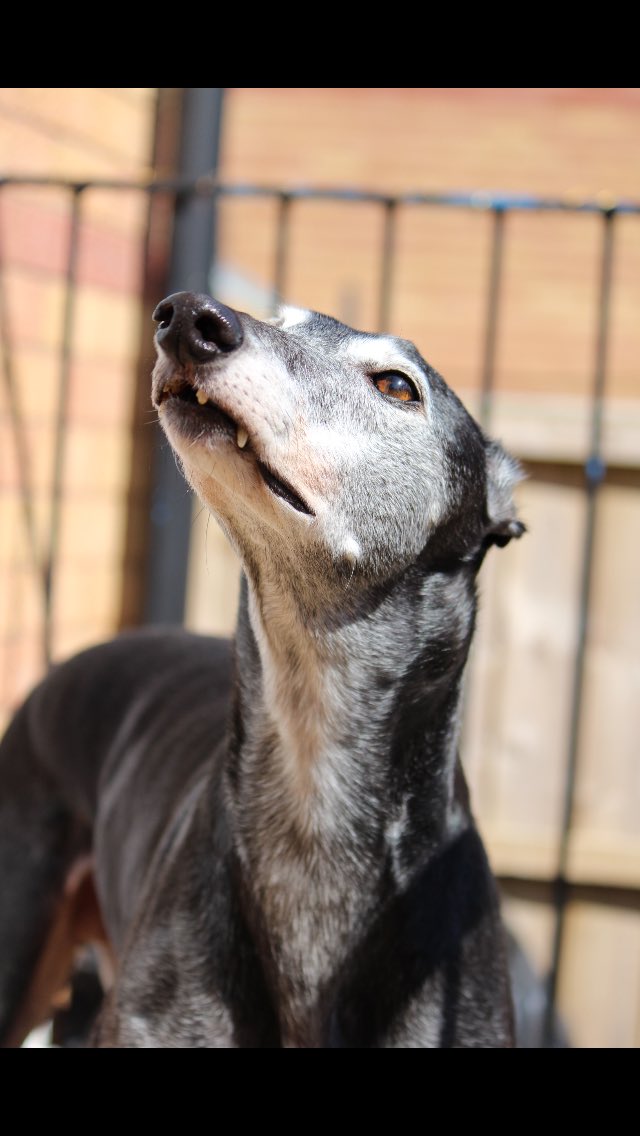 nuttygreyhound's tweet photo. Dearest Wally  I  have promised him when lockdown is over I’ll take him to see Great Nanny Pat  (she’s with my parents ) https://t.co/C4xRGNiWWM