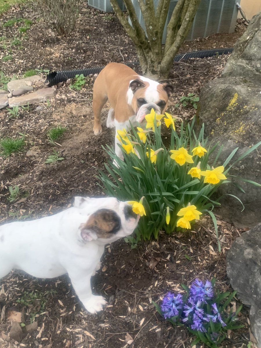 MrSlack4's tweet photo. Love all our animals Kona & Paddington our bullydogs Ralph and Charlie not pictured Nemo, spotty and blue Hahahaha slacks house of animals! They bring our family a lot of happiness!! @WHRHighSchool #streaksinisolation https://t.co/9Km0j4Bz6G
