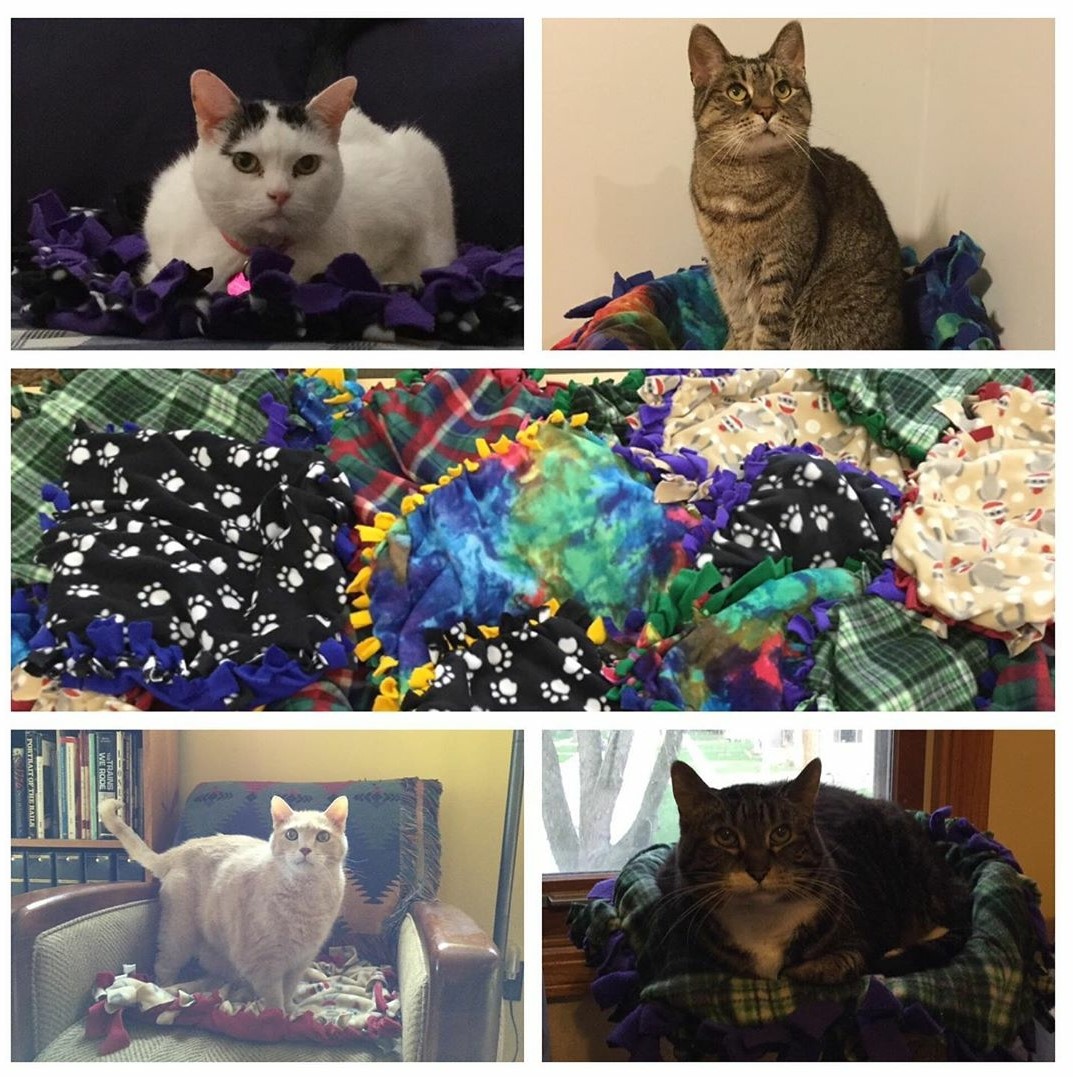 At the March TAB meeting, the #ByronLibraryTeens made 20 #petblankets to be donated to Tails Animal Shelter! As the shelter is now closed to the public, our teen librarian let her 4 cats try a few out until they all can be donated. All 4 agreed that the blankets are purrfect!