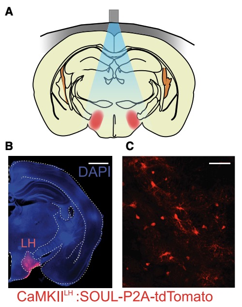 GIRCOR's tweet photo. #Neurosciences 🧠#3Rs: une technique #optogénétique (avec intégration d'une #opsine #SOUL dans les neurones) qui ne nécessite pas d'implant cérébral, permet de manipuler l'activité de neurones chez la #souris 🐁et le #singe 🐒https://t.co/oAdcret35A? https://t.co/zFEwu05anD