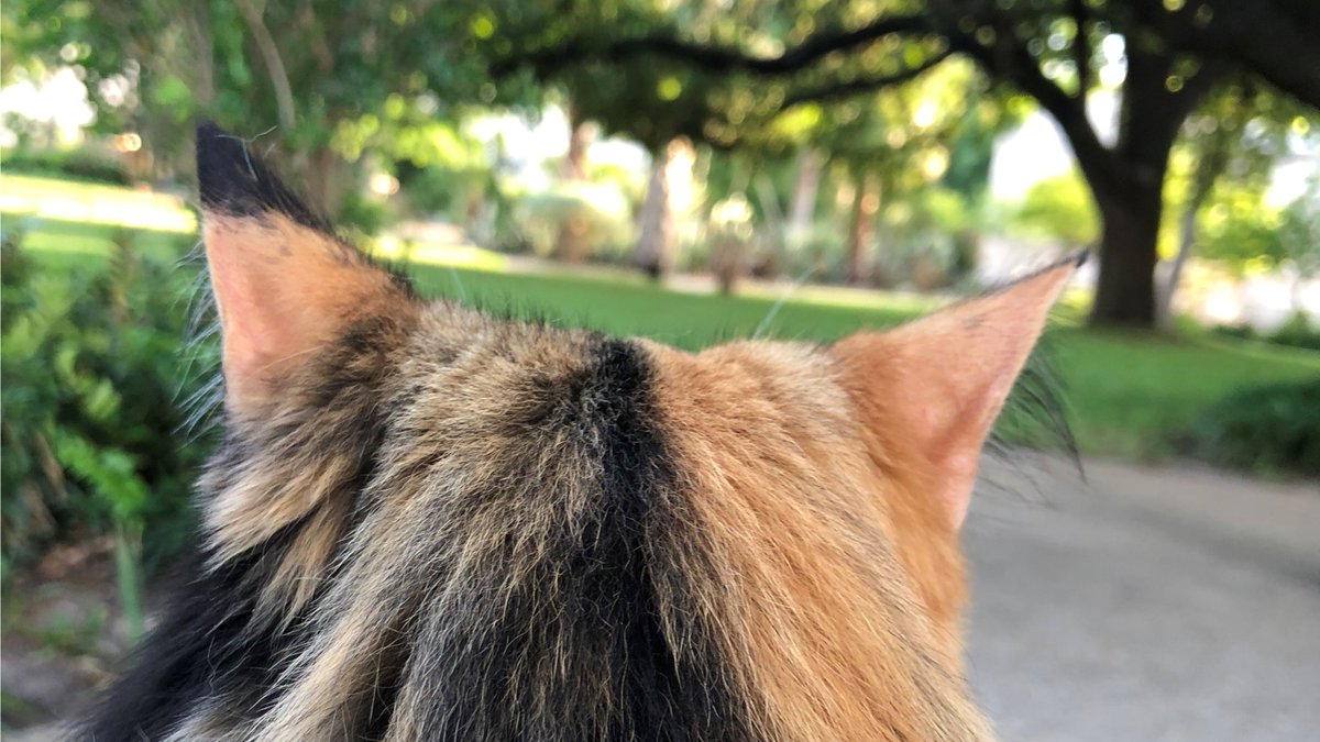 bellaalamocat's tweet photo. Giving you this very exclusive😎cat's eye view of me surveying my Meowlamo kingdom👑
😻😻😻 https://t.co/ecFtLwROwb