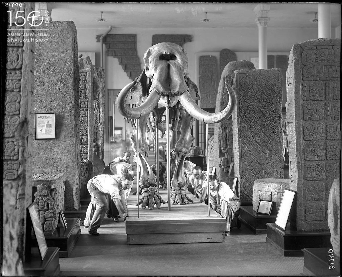 AMNH's tweet photo. To celebrate our 150th anniversary, we’re sharing archival images from the Museum’s Research Library! This image is from August of 1907. The Warren mastodon (Mammut americanum) remains one of the most complete mastodon skeletons ever found! #AMNH150 #tbt (1/2) https://t.co/SnqqFMUqFj