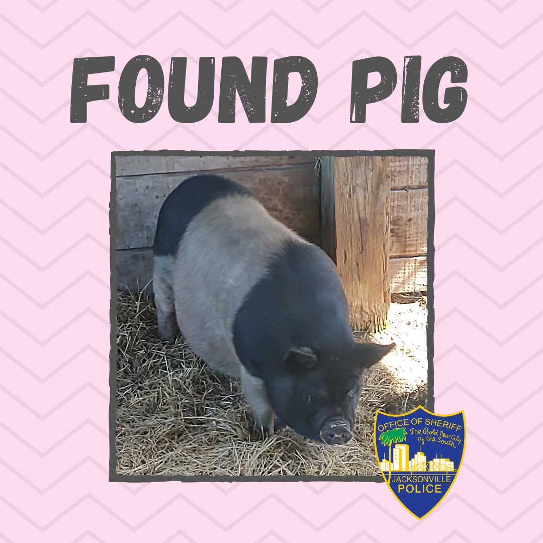 JSOPIO's tweet photo. Weee promise the pig posts will end when pigs fly. But for now...

This young lady was found on Sun Lane on the Westside. Share her photo &amp; help us get her home.

If you know where she belongs, call JSO at 904-630-0500.

PS - Please share pig puns. We are running out of jokes 🐽 https://t.co/hyn5JZ9lYE