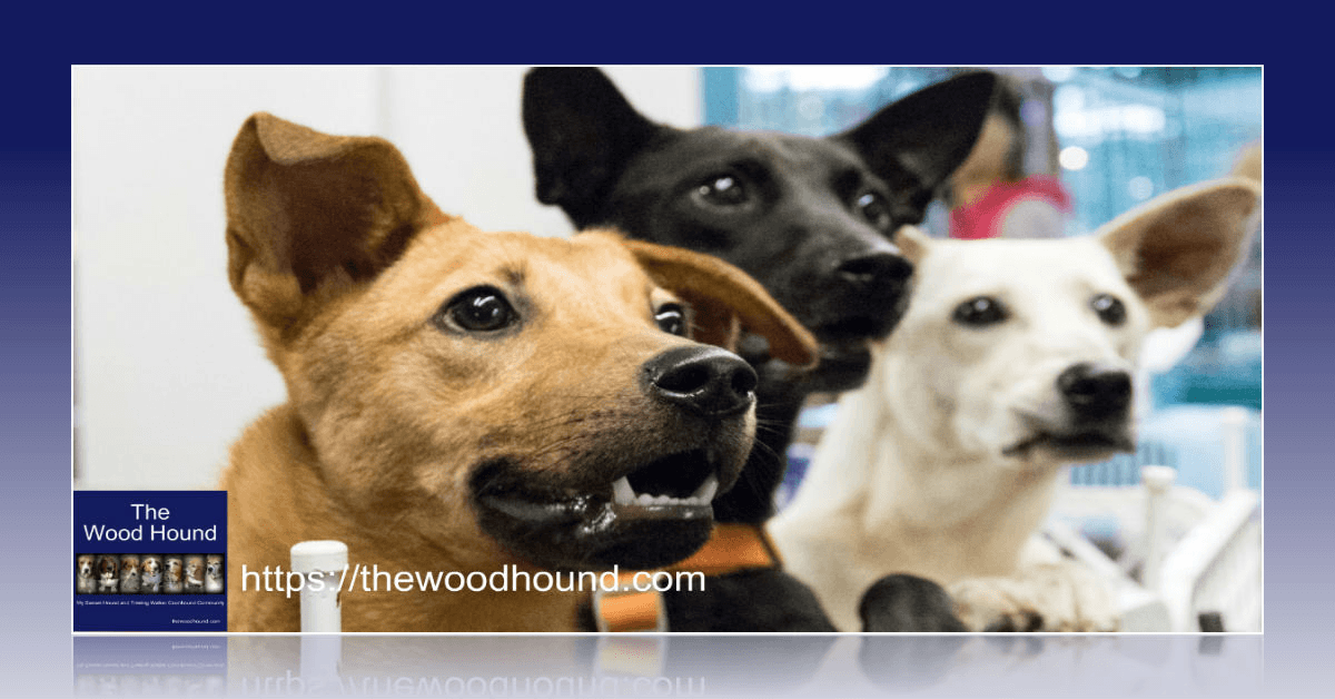 DenaBriley's tweet photo. APRIL 30TH NATIONAL ADOPT A SHELTER PET DAY – CHANGE A SHELTER PET’S LIFE Find out more about this #dogholiday and even more #holidaysfordogs in April => 🐶https://t.co/eP1MF0ndlk https://t.co/Pt4zSmFSJs