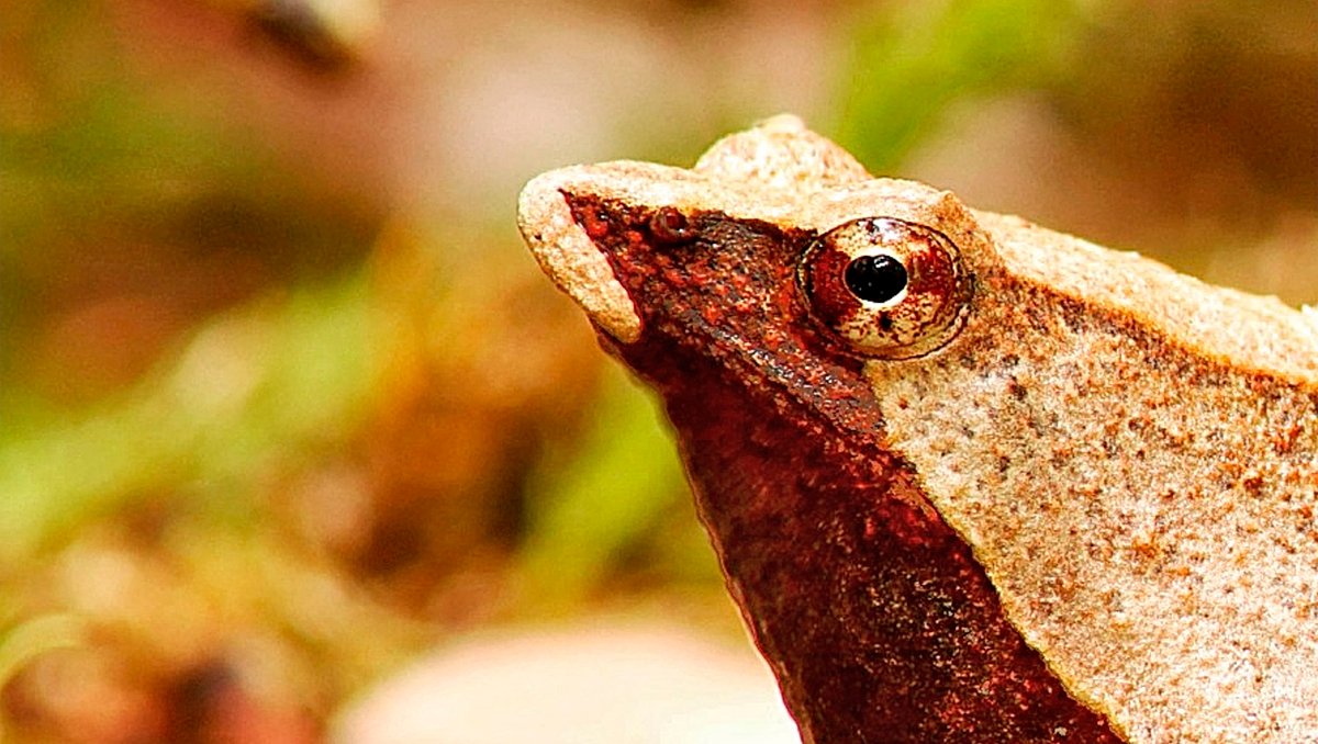 RANITADEDARWIN's tweet photo. #ranitadedarwin #contulmo #cordilleradenahuelbuta #faunachilena #peligrodeextinción Puedes descargar nuestra más reciente publicación en Link: https://t.co/Mt06aeoAM9 https://t.co/1LZvQRQAcM