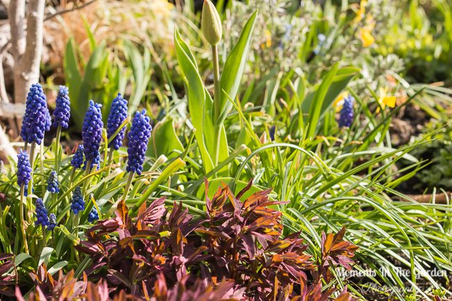 MomentsintheG's tweet photo. With still having to isolate ourselves and staying home I have absorbed myself in gardening and working in the greenhouse. Plenty of blooms in the garden now. #endofapril #springgarden #mygarden #mygardentoday #stillisolating #stayingathome #momentsinthegardenphotography https://t.co/bIZg3Ms3I8