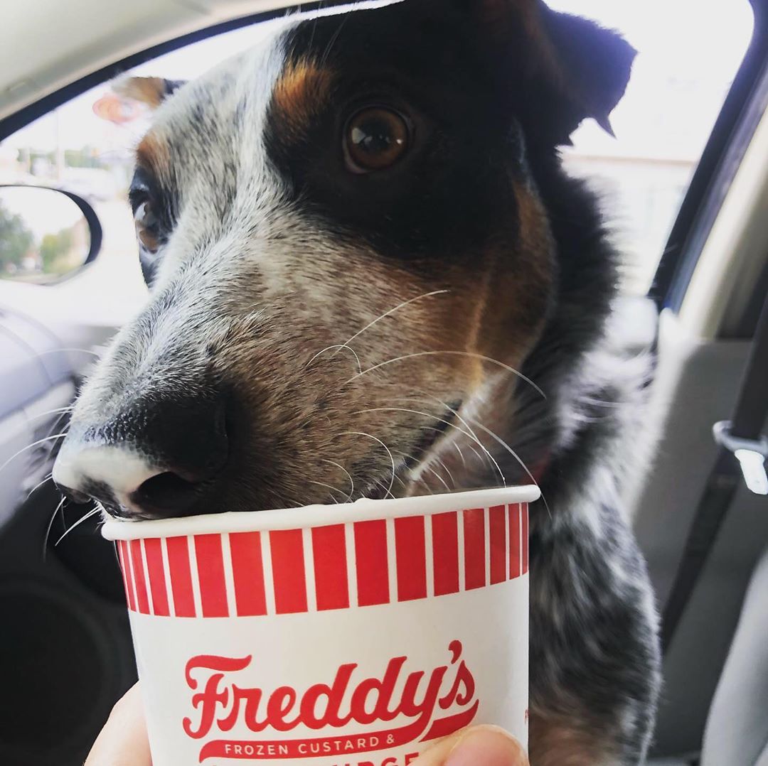 FreddysUSA's tweet photo. If you give a dog a #pupcup, they're going to want to lick the bowl clean! π #freddysdrivethru
π·: @ randoodleee https://t.co/H0frqiEUpS