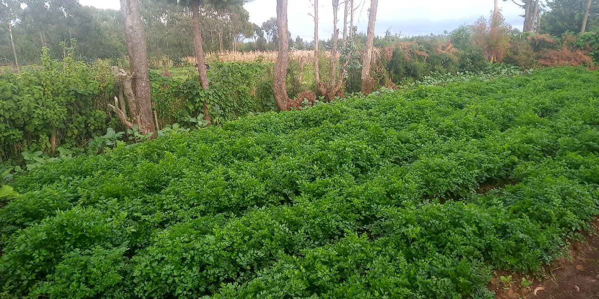 Cegoi Agriconsult tweet media