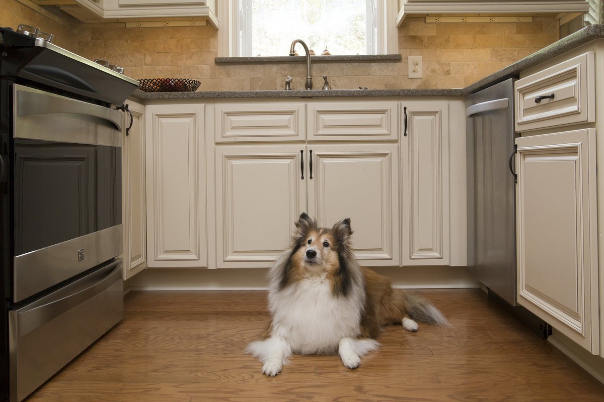 burke_designs's tweet photo. Maxwell loves his new kitchen! The space almost appears to have been designed just for him.
.
.
#moderndesign #raleighdesign #raleighdesigner #interiordesign #interiordesigner #raleighinteriordesigner #collie #neutralkitchen https://t.co/lnDxl8NvAI