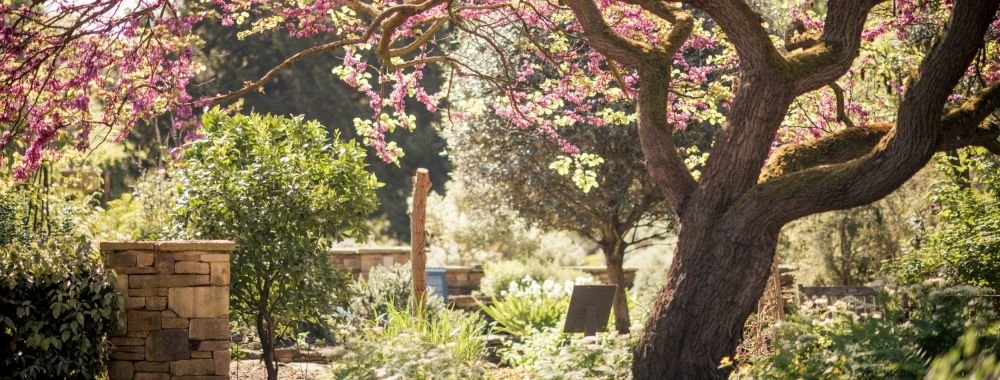 ChelsPhysicGdn's tweet photo. We've been busy creating a digital garden for you all to explore from home! Click the link to see a selection of 360° images captured today https://t.co/moGBqdSg6c 
#MuseumFromHome #NationalGardenWeek #gardening #horticulture #botanicalgarden #360degrees #digitalgarden https://t.co/qy1XepjSrX