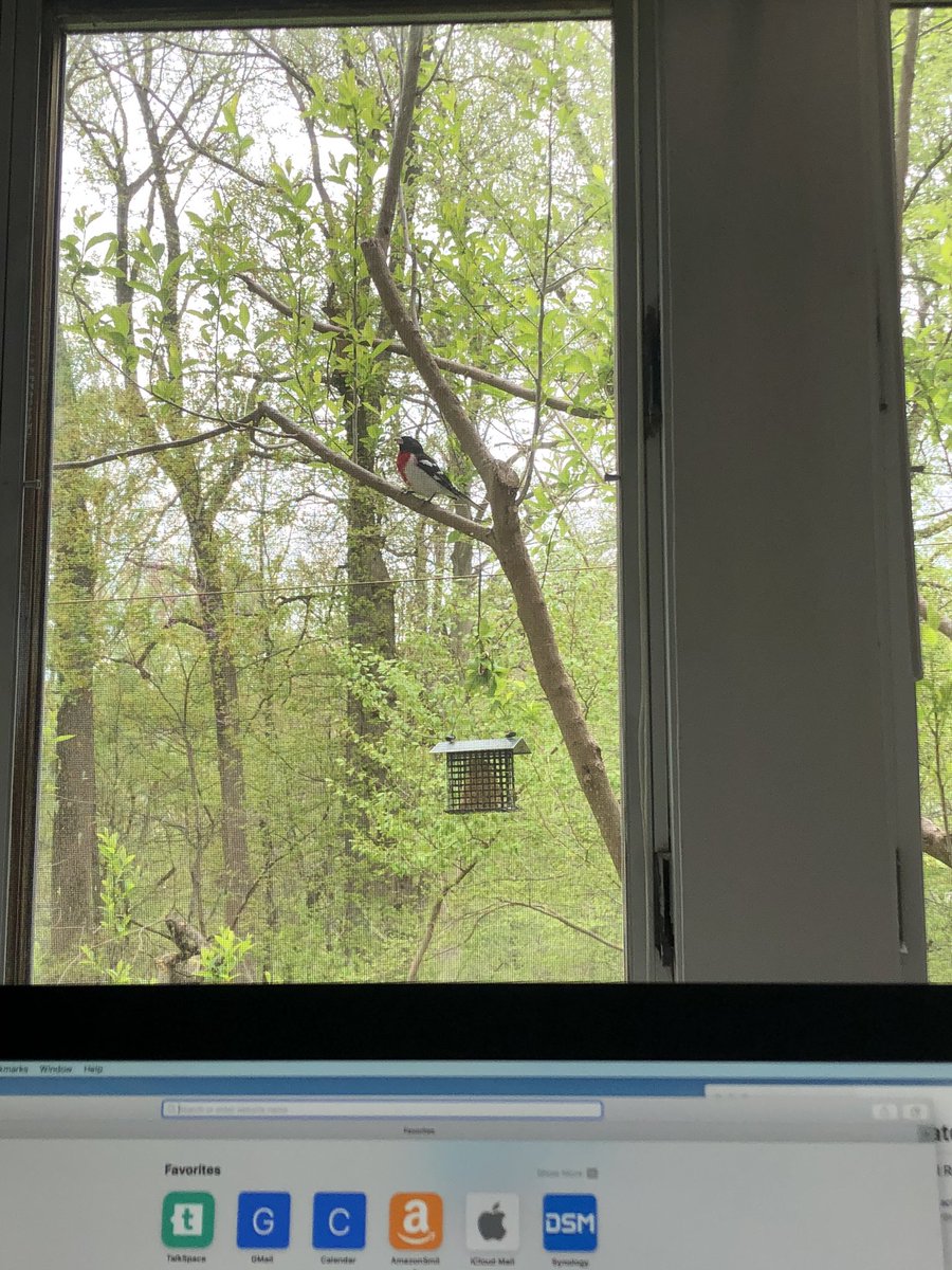 jeffgyr's tweet image. No auto-correct, there aren’t 2 Rose-breastFED Grosbeaks in the yard this morning. That’s not a thing. #birding #backyard #autocorrectfail