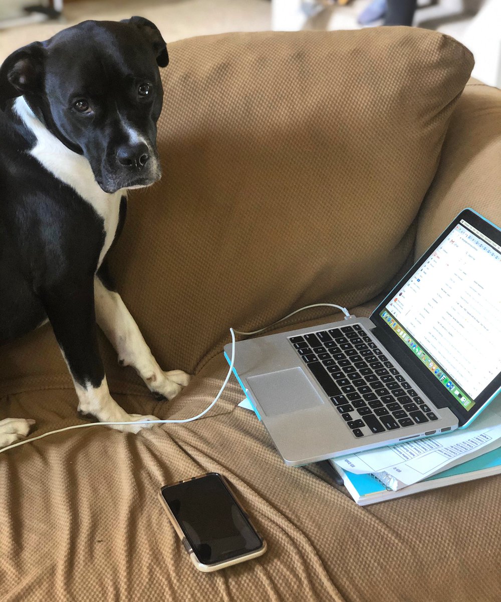 miss__greene's tweet photo. Luna wanted to help teach, so she’s watching the kids on @goguardian for a bit🐶💻📚 @RisingRamblers @CarteretSchools #virtuallearning https://t.co/Xmwevjwn5j