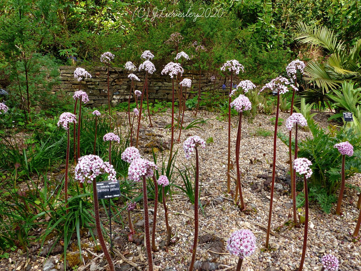 For #NationalGardeningWeek  Umbrella plants blooming in #Sheffield #BotanicalGardens #Yorkshire #floral_perfection @The_RHS @FOBSheffield @GWmag