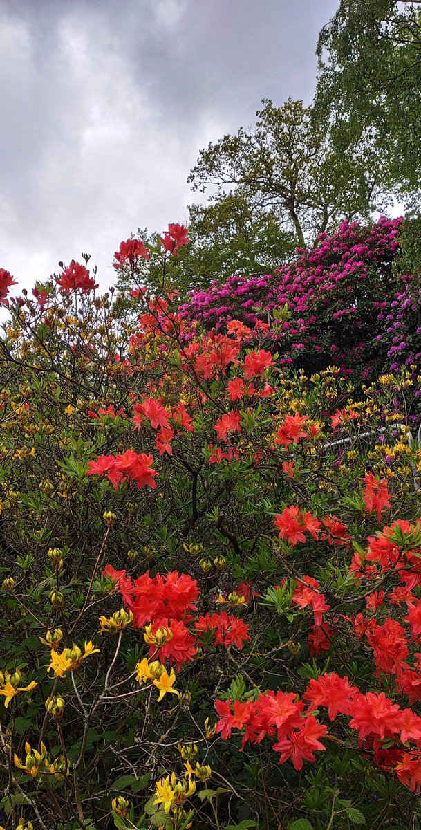 chrisbu03352910's tweet photo. #ThursdayStroll
Cannon Hall Park..... https://t.co/md08P6CxSS