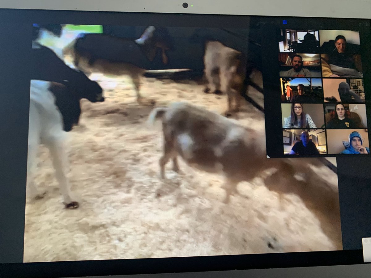 Runde_MC's tweet photo. Proud first: while giving a #EMConf lecture on Pulmonary Embolism, our chat was #zoombombed by goats ๐.
Yes. We were hacked by goats ๐.
My academic life is complete. Runde out ๐ค โฌ๏ธ @Iowa_EM #zoombomb #goatrodeo #thecyber https://t.co/jUovAq5dGD