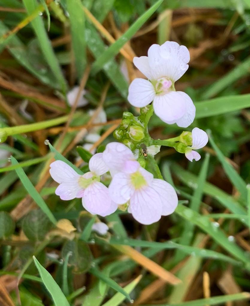 Please can someone identify this flower for me? It's about the size of the flower of a speedwell.. <a href="/DrTrevorDines/">Trevor the botanist</a> <a href="/BSBIbotany/">BSBI: Botanical Society of Britain & Ireland</a> <a href="/kewgardens/">KewGardens</a> <a href="/botany_beck/">Rebecca Wheeler</a>