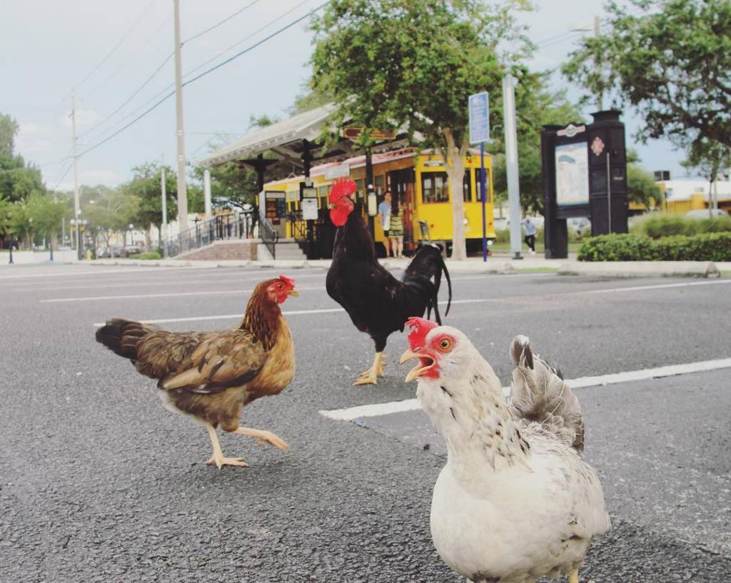 Centro Ybor tweet media