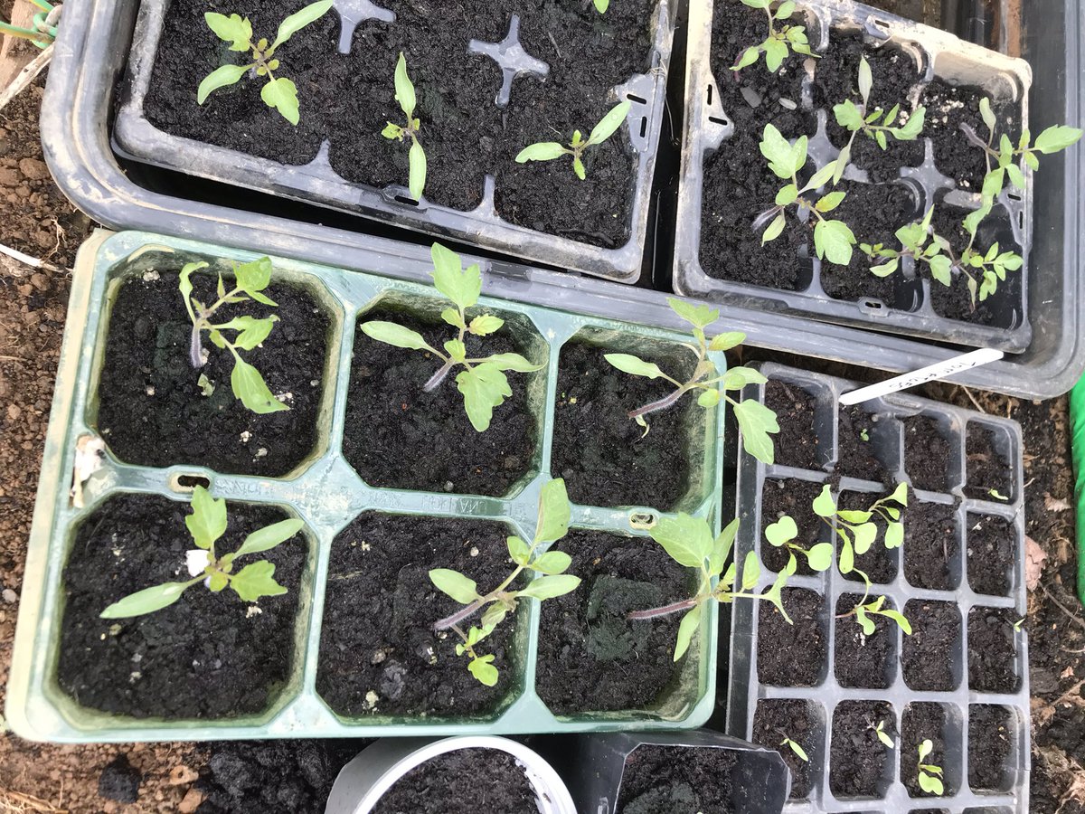 forgetmenotstay's tweet photo. Everything moving forward on the veg side.#northcornwall #Cornwall #veg #Growth #Food https://t.co/foIF3Pm5Xe