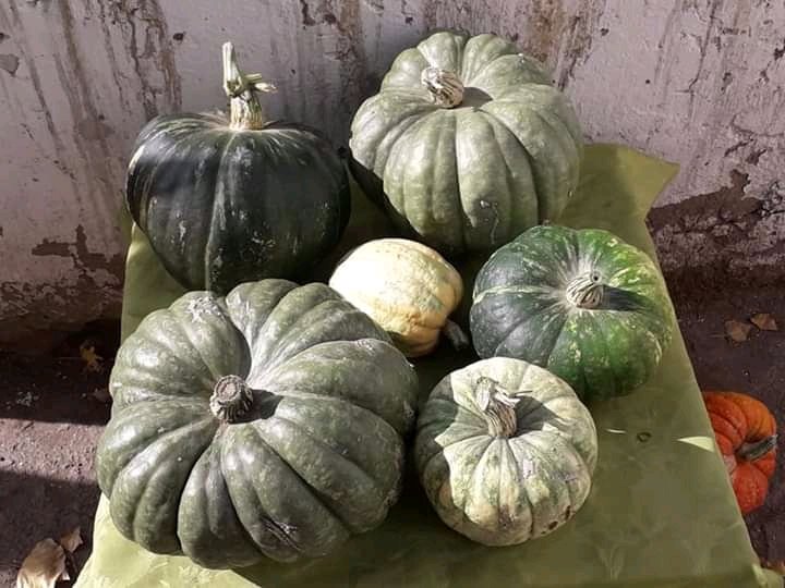 ZulVDiaz2's tweet photo. #FofoCahuel #Cushamen #Chubut
Cosecha de zapallos gigantes en Estancia "La Esperanza".
Donde la pandemia no existe.

Ph: A. Escudero

@grupochubut @ElChubut @fmElChubut901 @Karinasilvatw @MarielTrelew @sofyvillalon https://t.co/KW495ZaGPu