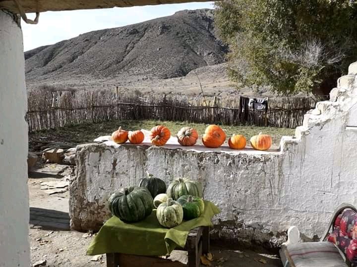 ZulVDiaz2's tweet photo. #FofoCahuel #Cushamen #Chubut
Cosecha de zapallos gigantes en Estancia "La Esperanza".
Donde la pandemia no existe.

Ph: A. Escudero

@grupochubut @ElChubut @fmElChubut901 @Karinasilvatw @MarielTrelew @sofyvillalon https://t.co/KW495ZaGPu