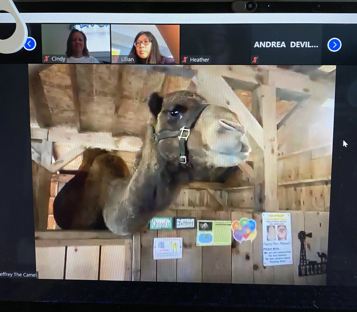 Got zoom bombed in the best way at the <a href="/PFESPumas/">Prices Fork Elem</a> staff meeting today!! Thanks Ms. Weithman and <a href="/LewisFarmMarket/">Lewis Farms & Petting Zoo</a>!! 🐪