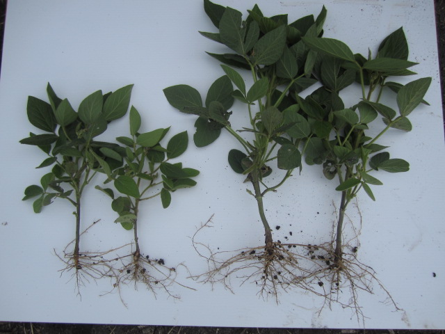 omexag's tweet photo. Thinking of seeding soybeans this year? Ask your #AgRetailer for #PrimerSoybeans from #OmexCanada. It's inoculant safe, seed treatment compatible & provides essential nutrients to the seedlings during the early season to promote growth & development & hasten maturity. https://t.co/L5r3Te7CXx