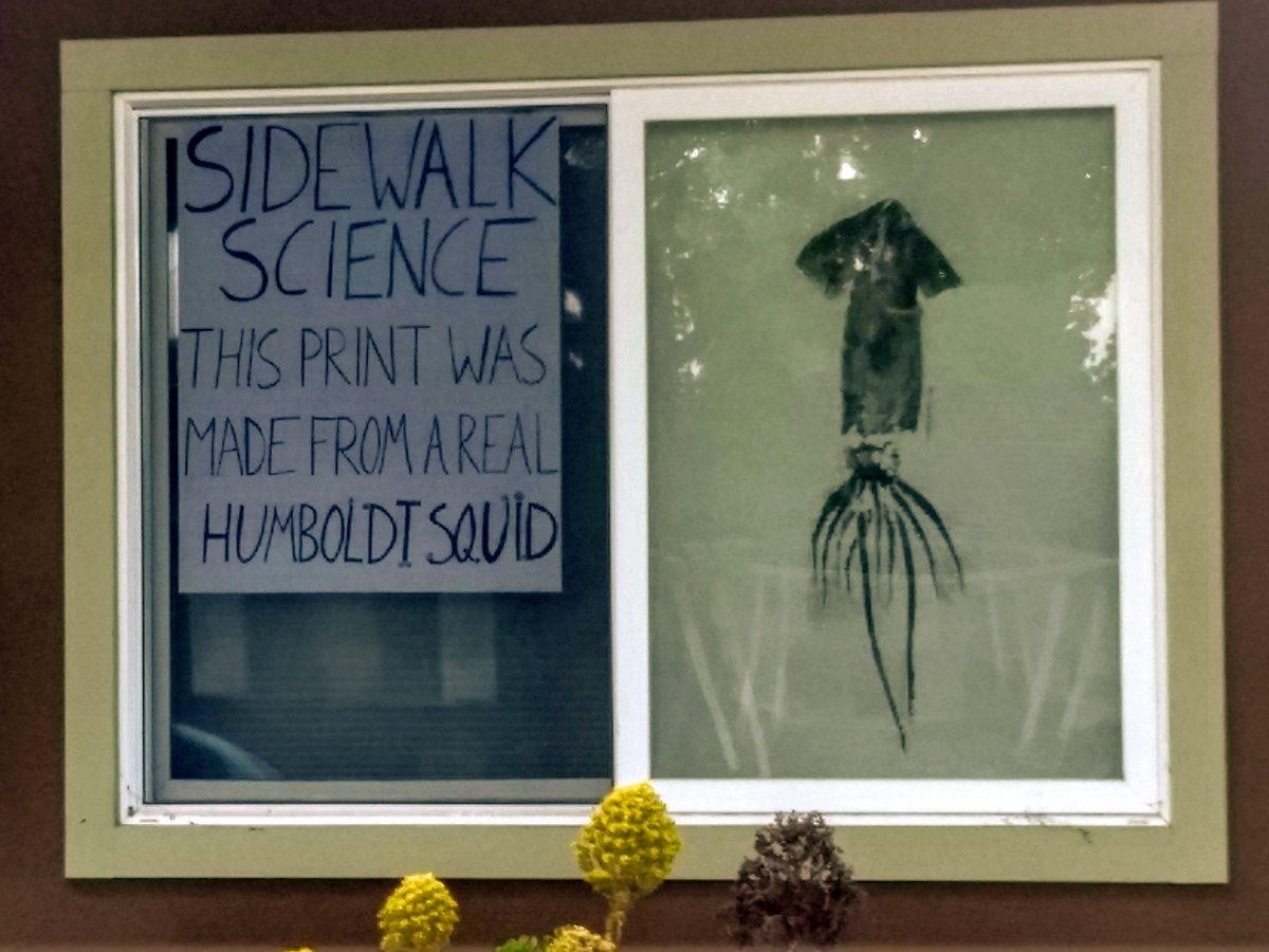 Day forty-whatever of shelter-in-place, I finally got my act together to share squid science with the neighborhood! From each according to her ability . . .