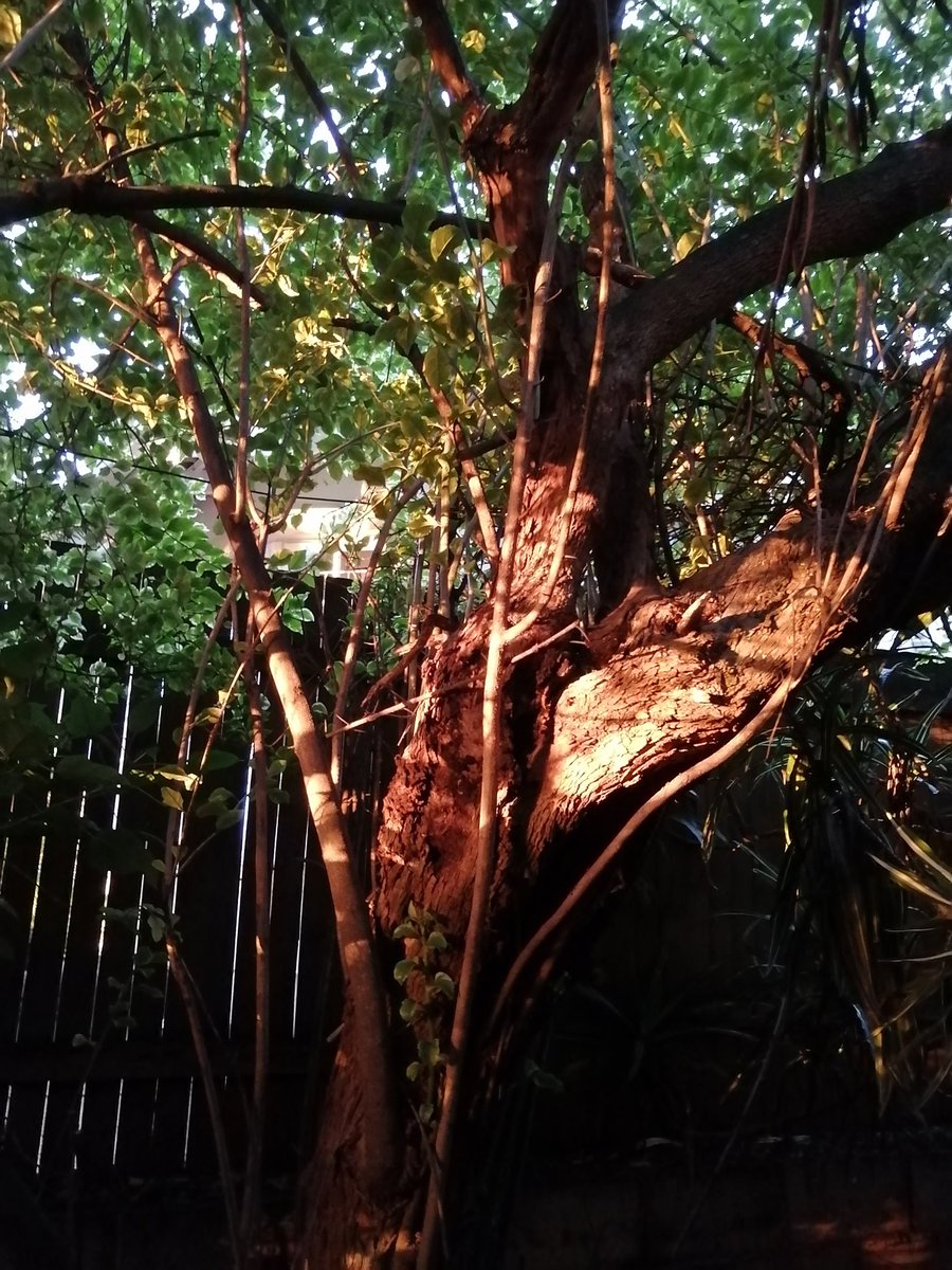 ladydebidebz1's tweet photo. My trees were bathed in gold...
#SunsetRays https://t.co/6DrBzF6BWC