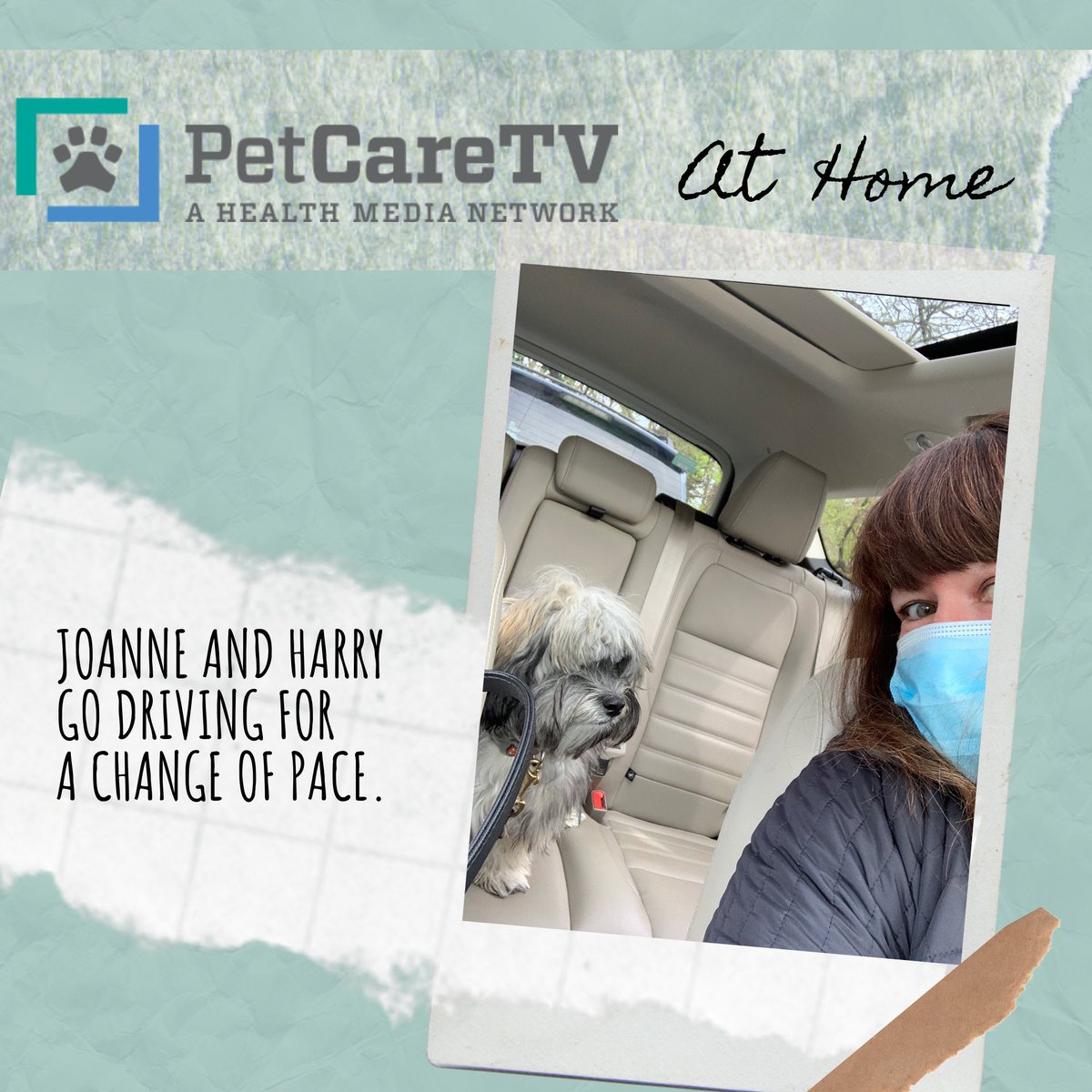 _PCTV's tweet photo. The Carrara family adopted new pup Harry at the very beginning of the #coronavirus #quarantine. As first time pet parents, the idea of quarantining with a new pup was a bit scary. No surprise, Harry has become a much loved family member and trusted navigator of local road trips! https://t.co/RfTguhrtvS