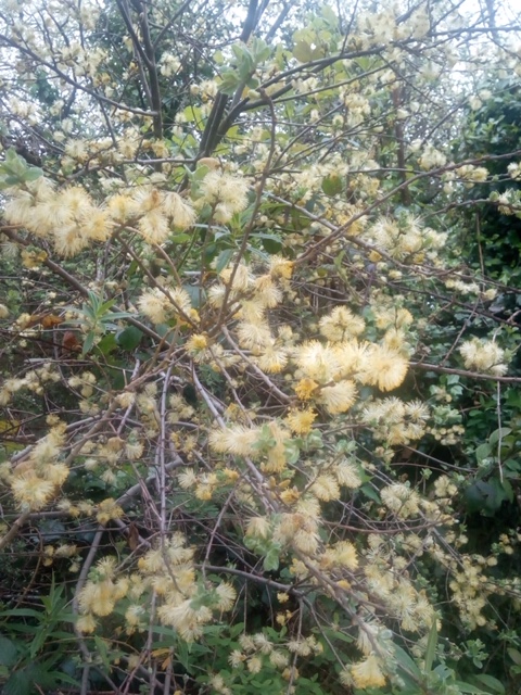 A real spring flavour to our featured garden today, which is the wonderful Medicinal Herb Garden near <a href="/Ballydehobcc/">Ballydehob</a>.  Beautiful 😊