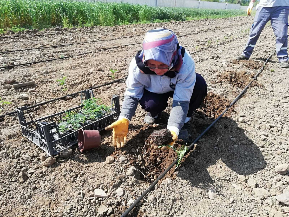 ckalebelediye's tweet photo. Tohum Sandığı'nda Pembe Domates Bereketi… 🍅
Park Bahçeler Müdürlüğü seralarında yetiştirilen pembe domates fideleri dikim sezonunun başlamasıyla birlikte toprakla buluştu. 🌱
Mis gibi kokusu burnumuza geldi bile ☺️
#Çanakkale #PembeDomates #TohumSandığı https://t.co/siOit9CQ5U