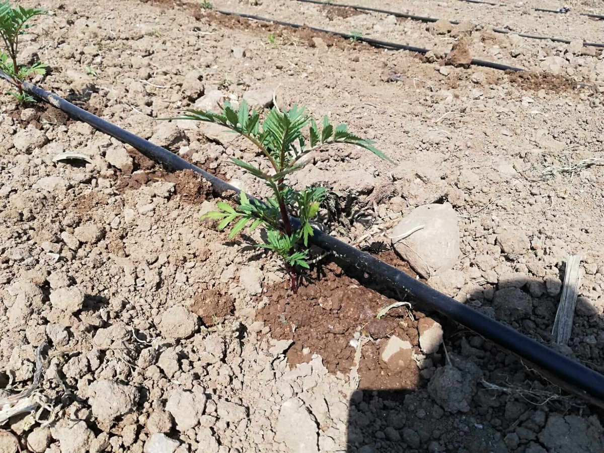 ckalebelediye's tweet photo. Tohum Sandığı'nda Pembe Domates Bereketi… 🍅
Park Bahçeler Müdürlüğü seralarında yetiştirilen pembe domates fideleri dikim sezonunun başlamasıyla birlikte toprakla buluştu. 🌱
Mis gibi kokusu burnumuza geldi bile ☺️
#Çanakkale #PembeDomates #TohumSandığı https://t.co/siOit9CQ5U