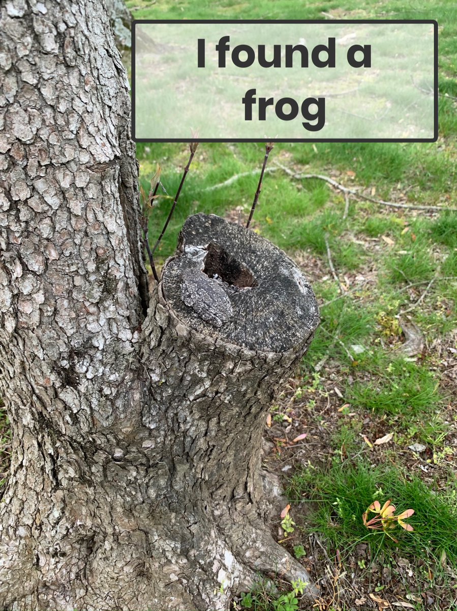 firstgrade111's tweet image. One of our classmates found a frog! Can you find it? It has some pretty cool camouflage! @ChaddsFordUCFSD