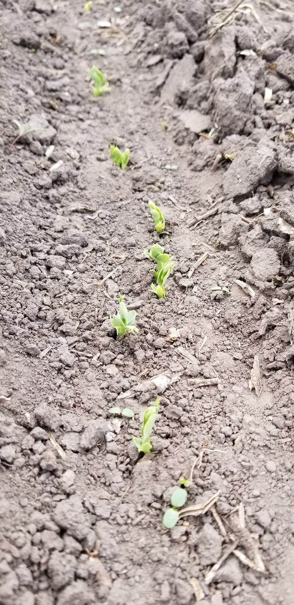 omexag's tweet photo. Whether in dry or wet soil, #PulsePrimer from #OmexCanada helps the seedling make it through the early season stress and establish evenly. The promotion of root growth provide a habitat for the inoculant, which help fix nitrogen early. #StrongerStartFasterFinish https://t.co/Kiv9JeSIHv
