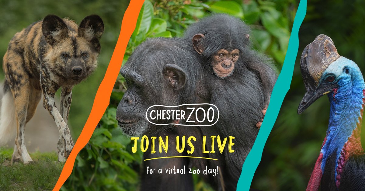 🙋Who fancies a trip to #TheZoo TOMORROW?!  

📽 LIVE: A Virtual Zoo Day 5! 

⏰ 'Gates' open at 10am on <a href="/facebook/">Facebook</a> &amp; @youtube

🏡 The IDEAL way to learn, all from the comfort of your own home

📣Tell EVERYONE &amp; let us know if you'll be tuning in! 

#StayHomeStaySafe