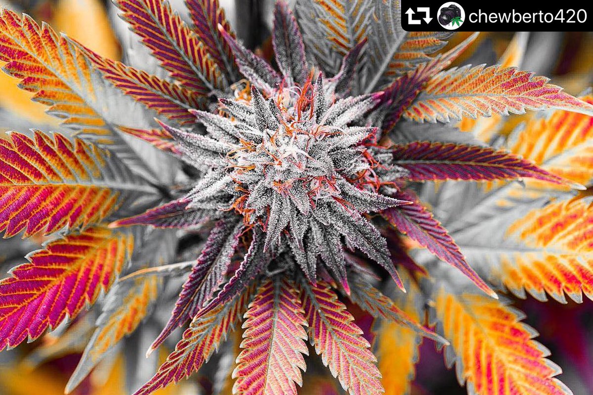 AmnesiaClub7's tweet photo. 🤔🍁 https://t.co/bOydcyc0h6