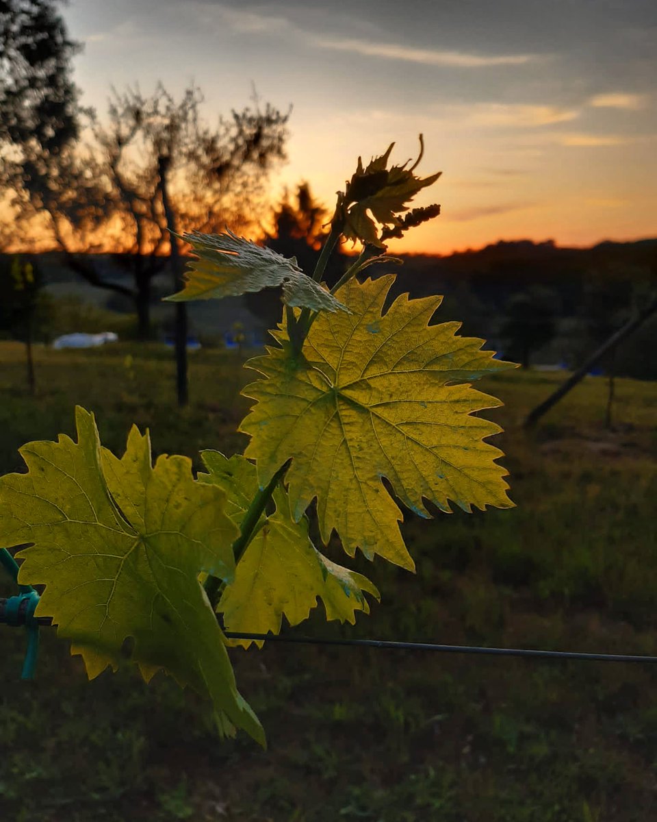Vites are grewing up at the sunset 🌄
#PodereSantAlessandro
#Tuscany #Italy