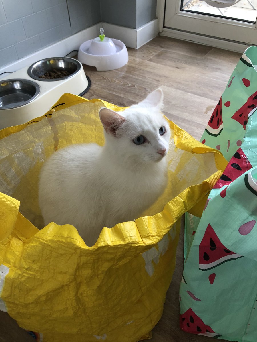 StinkyCates's tweet photo. jost  in da bag. oaghe https://t.co/oDJyvNTePQ