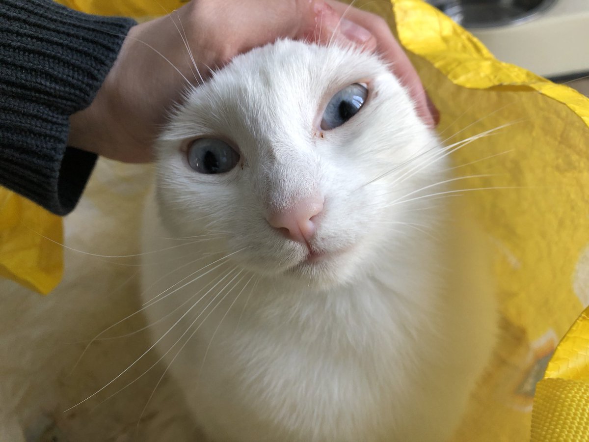 StinkyCates's tweet photo. jost  in da bag. oaghe https://t.co/oDJyvNTePQ